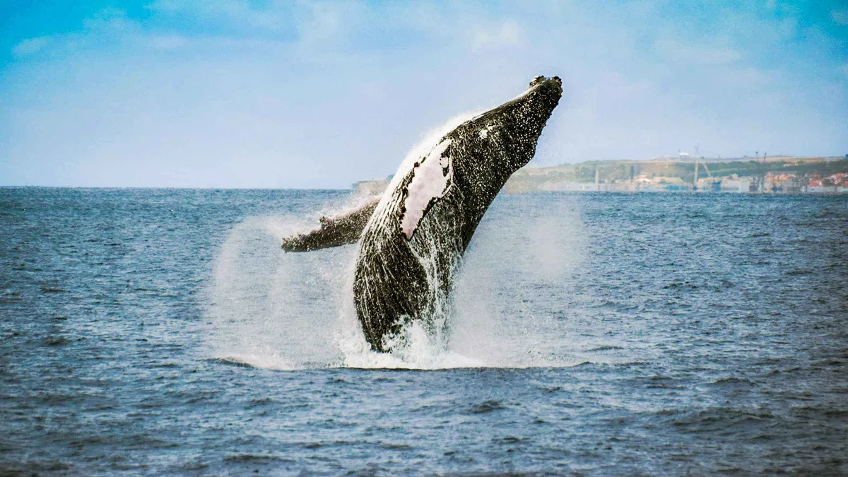 A humpback whale breaching off the coast of Sao Miguel on a whale watching trip from Ponta Delgada