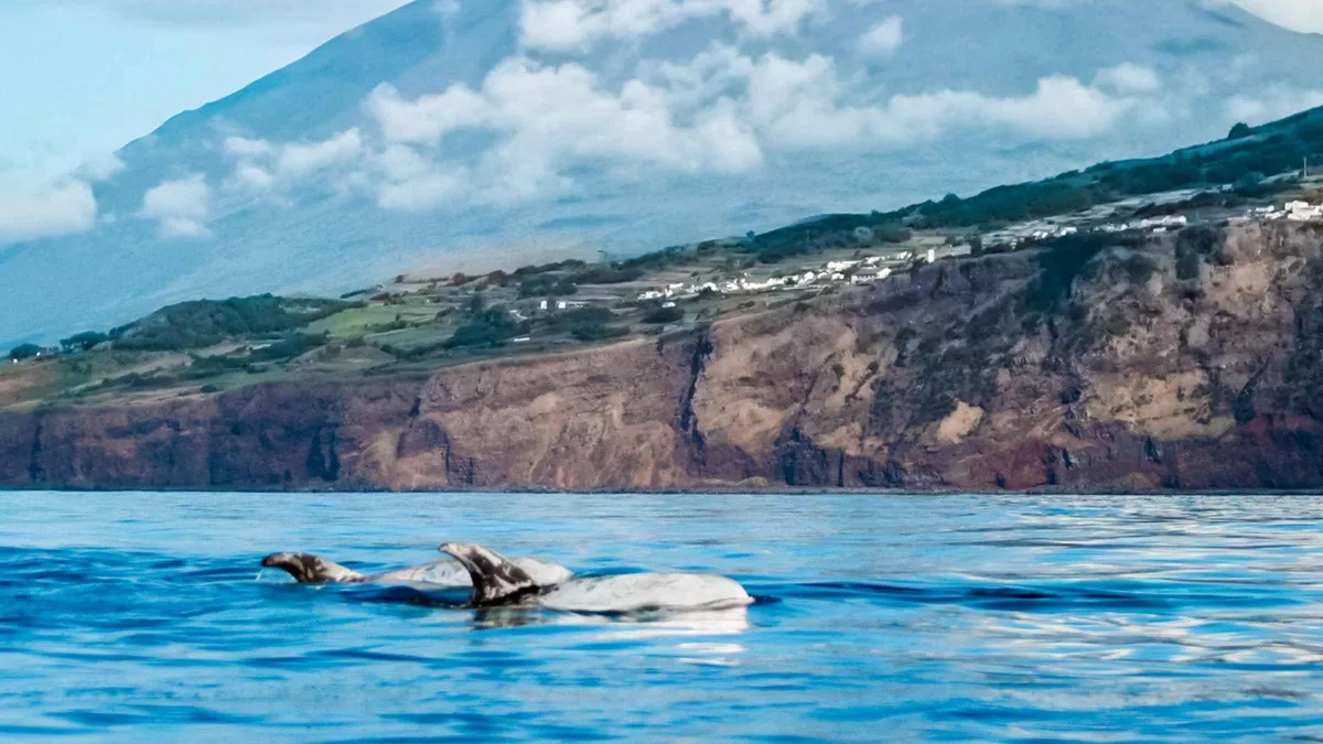 Two whales surfacing off Pico island on a whale watching trip from Lajes do Pico