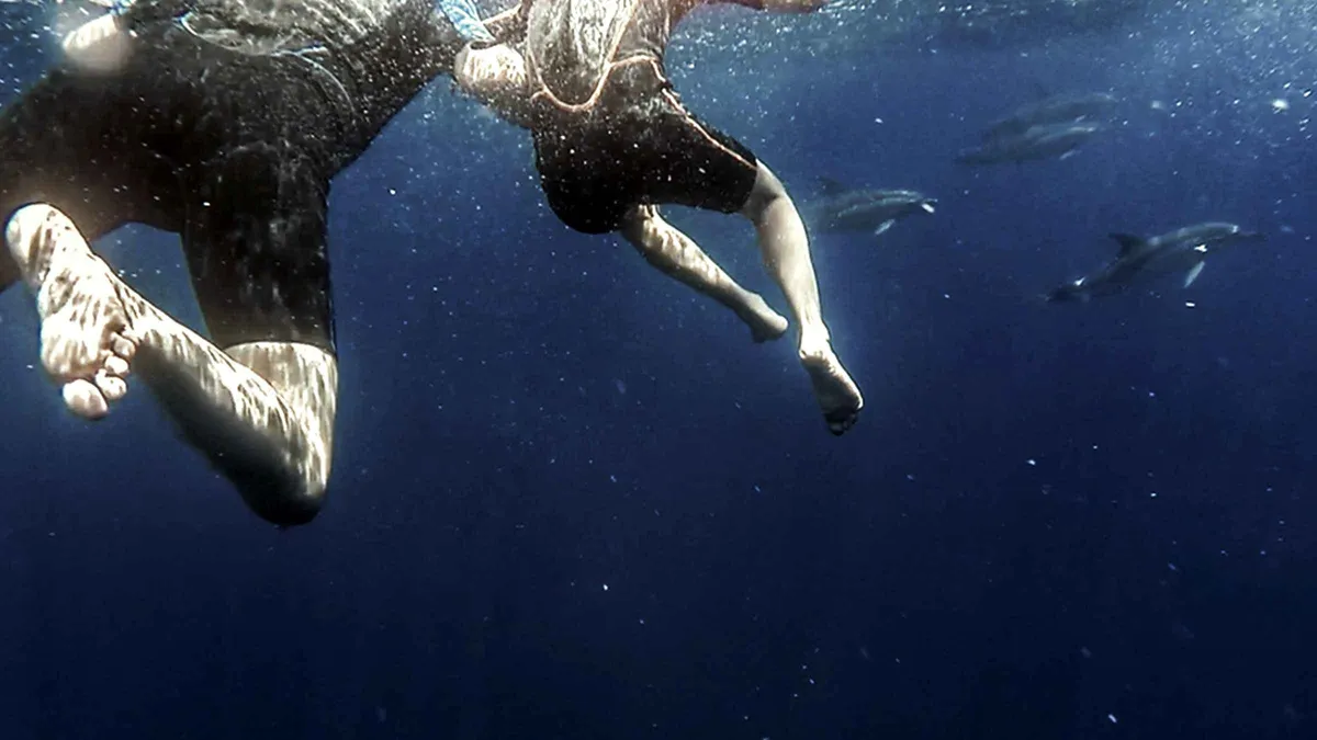 A snorkeler finning down toward wild dolphins in the open Atlantic on the Azores dolphin swim experience