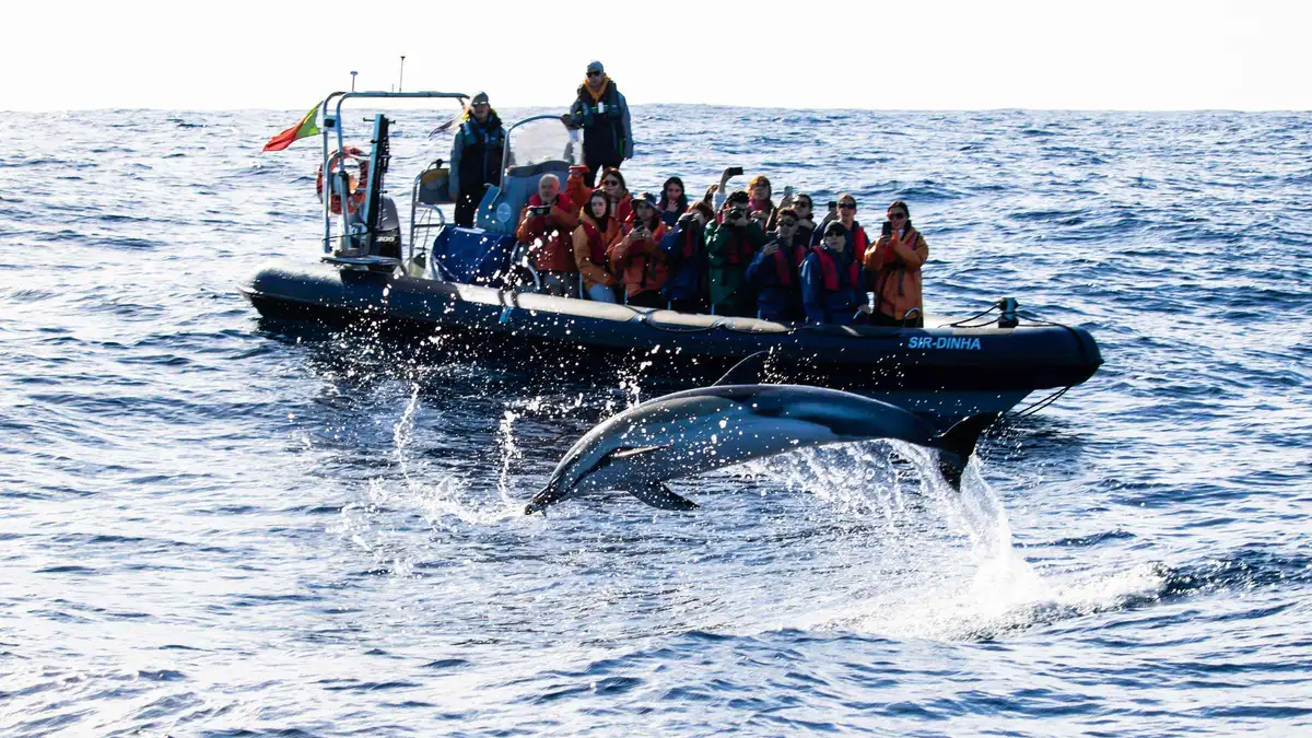 A zodiac with red-jacketed passengers as a dolphin leaps alongside off Sao Miguel on a full-day whale watching and dolphin swim trip