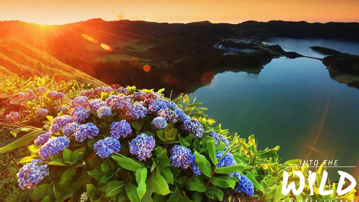 Blue hydrangeas above a sunset crater lake on the cover of this Lagoa do Fogo full-day tour