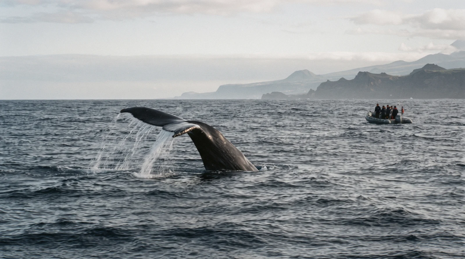 The fluke of a whale lifting above Atlantic swell with a small boat of watchers in the distance