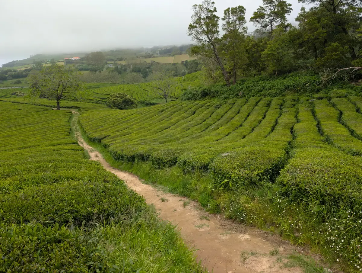 The terraced tea fields at Gorreana on São Miguel's north coast, with the dirt path visitors can walk freely into the plantations