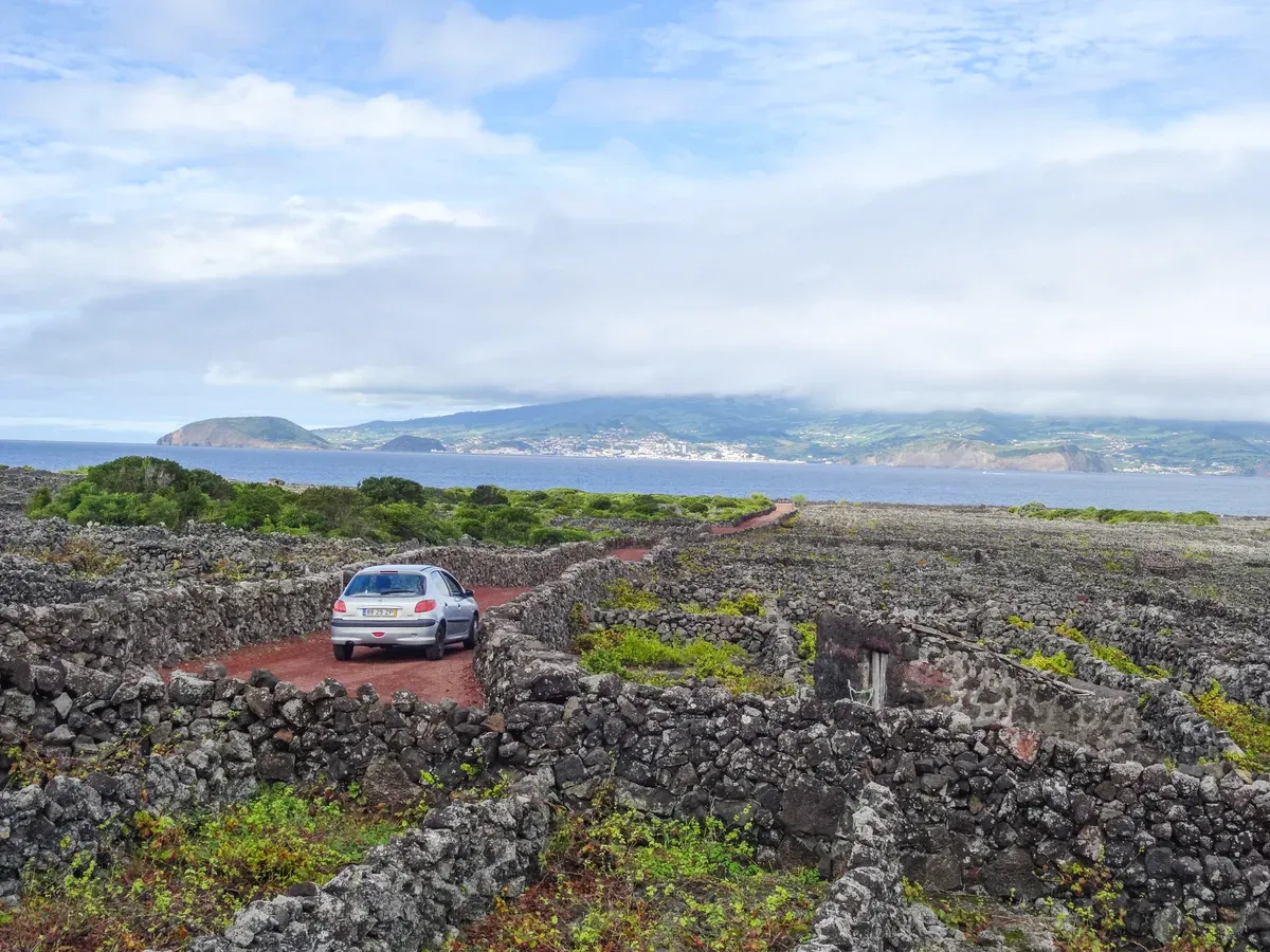 An old walled vineyard plot on Pico island with vines growing inside low basalt walls
